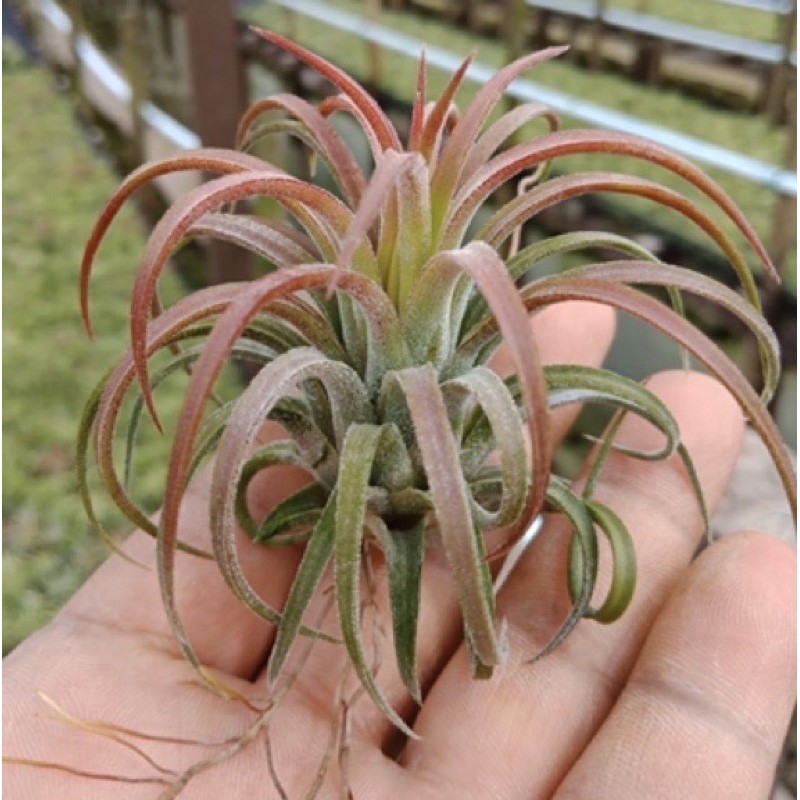 Cây không khí ion curly  leaf