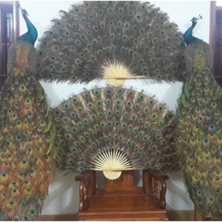 Combo 108 lông công phong thuỷ thập toàn đại phát LOẠI 1 90-100cm