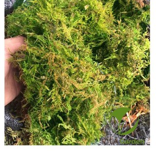 Rêu rừng trồng lan gói 100g