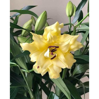 Củ giống hoa Ly thơm kép màu vàng (size 18/20)