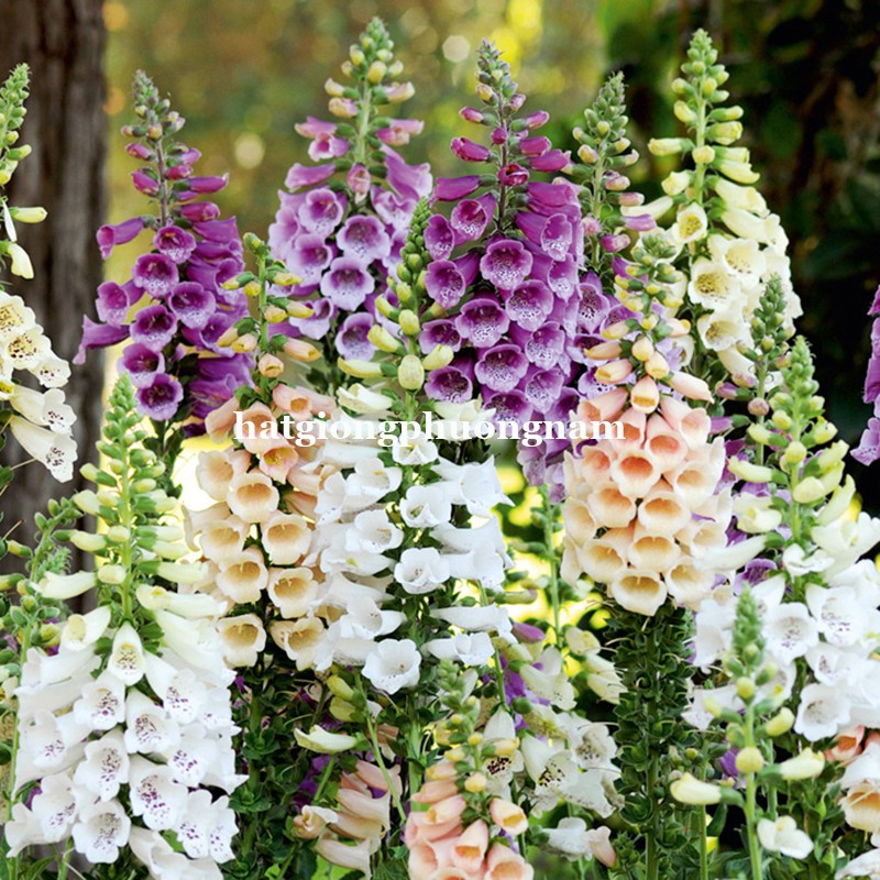 100H - HẠT GIỐNG HOA MAO ĐỊA HOÀNG NHIỀU MÀU