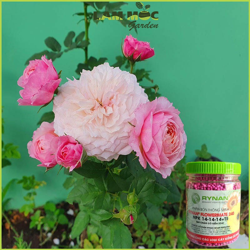 Phân Tan Chậm RYNAN FLOWERMATE 240 NPK 14-14-14+TE Chuyên Dùng Cho Các Loại Cây Kiểng Có Hoa Hũ 150g