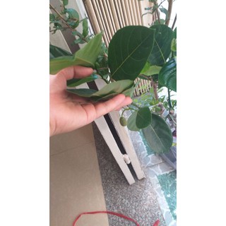 bầu cây mít thái siêu sớm, cây đẹp, cao 80cm.