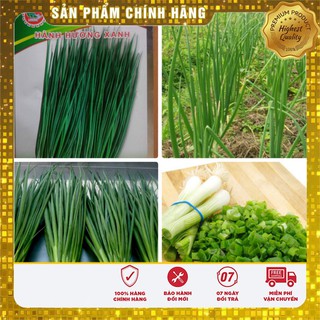 Hạt giống hành hương xanh gia vị ( 5gr)