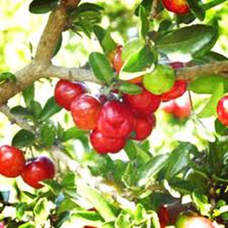 Cây sơri Thái Lan gốc to cao 100cm đang trái.