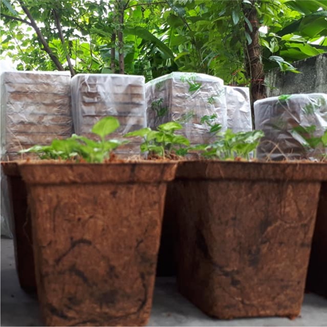 Chậu xơ dừa vuông nhỏ AN2001 - Square coir pot