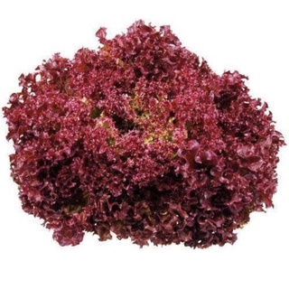 Hạt giống xà lách tím Lollo Rosa