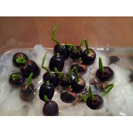 5 hạt giống hoa súng mini nhiều màu