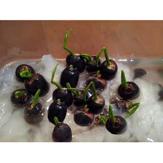 5 hạt giống hoa súng mini nhiều màu