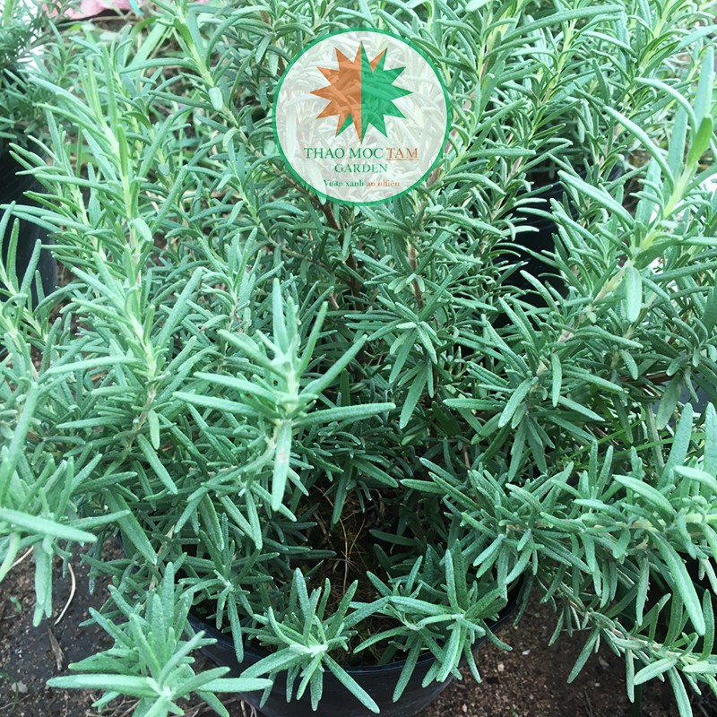 Chậu cây Hương Thảo lớn / Cây Rosemary - Cây trồng trực tiếp ở vườn Thảo Mộc Cam Ranh, khí hậu nắng nóng miền trung