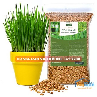 Hạt Giống Cỏ Lúa Mì ITALY - Nảy mầm đều khỏe năng suất cao
