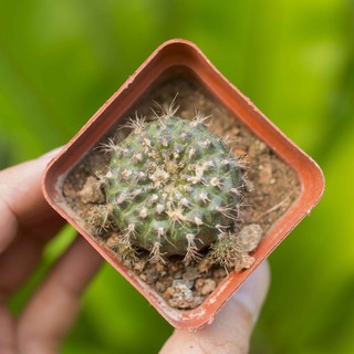 Xương rồng trái vải 3-4cm - Vườn sen đá