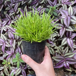 Cây cỏ mây