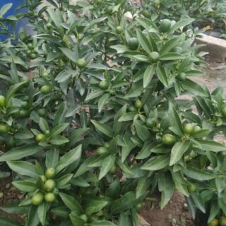Cây giống quất ngọt