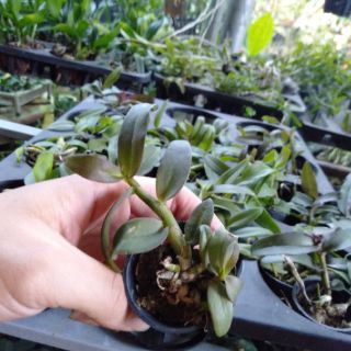 Hoa phong lan giả hạc easo gieo hạt