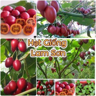 CÀ CHUA THÂN GỖ - Siêu Ngọt, Giàu Chất Dinh Dưỡng.