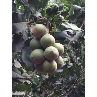 Hạt Mắc ca ( Macadamia) Đắk Lắk 1000gr