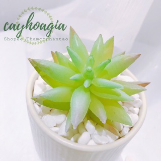 Cây giả - Sen Đá Giả Ms52