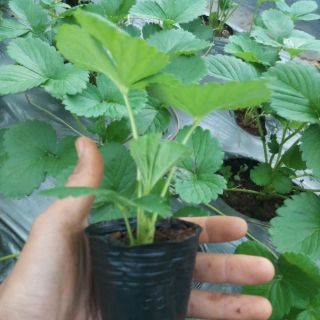 5 ngó dâu tây chịu nhiệt