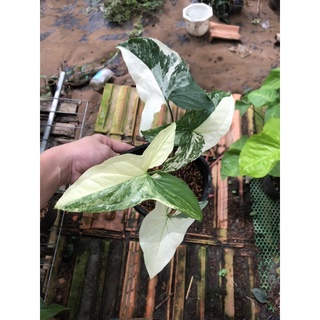 syngonium albo trầu bà