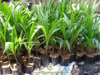 cây giống dừa dứa Bến Tre