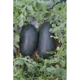 Gói 1 gam hạt giống cây Dưa Hấu Hắc Mỹ Nhân