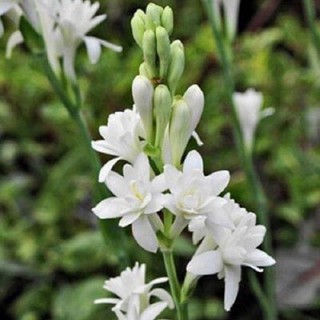 CỦ HOA GIỐNG HOA HUỆ TA TRẮNG THƠM