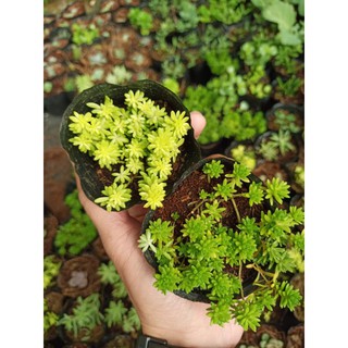 Sen đá sedum xanh