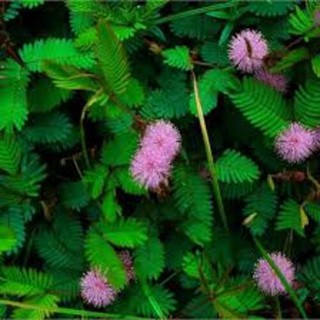 Hạt giống hoa MIMOSA ( cây trinh nữ)- 10 hạt