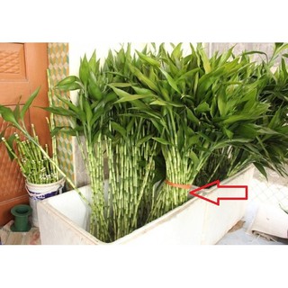 Cây trúc phát lộc-cây tài lộc