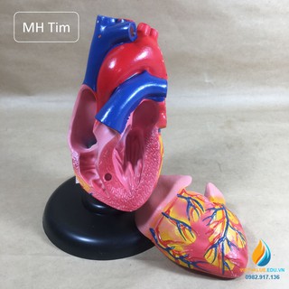 Mô hình tim người loại có chân đế giải phẫu giảng dạy