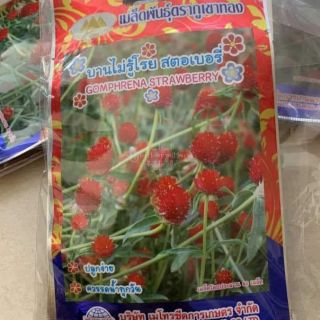 CÚC BÁCH NHẬT ĐỎ THÁI LAN