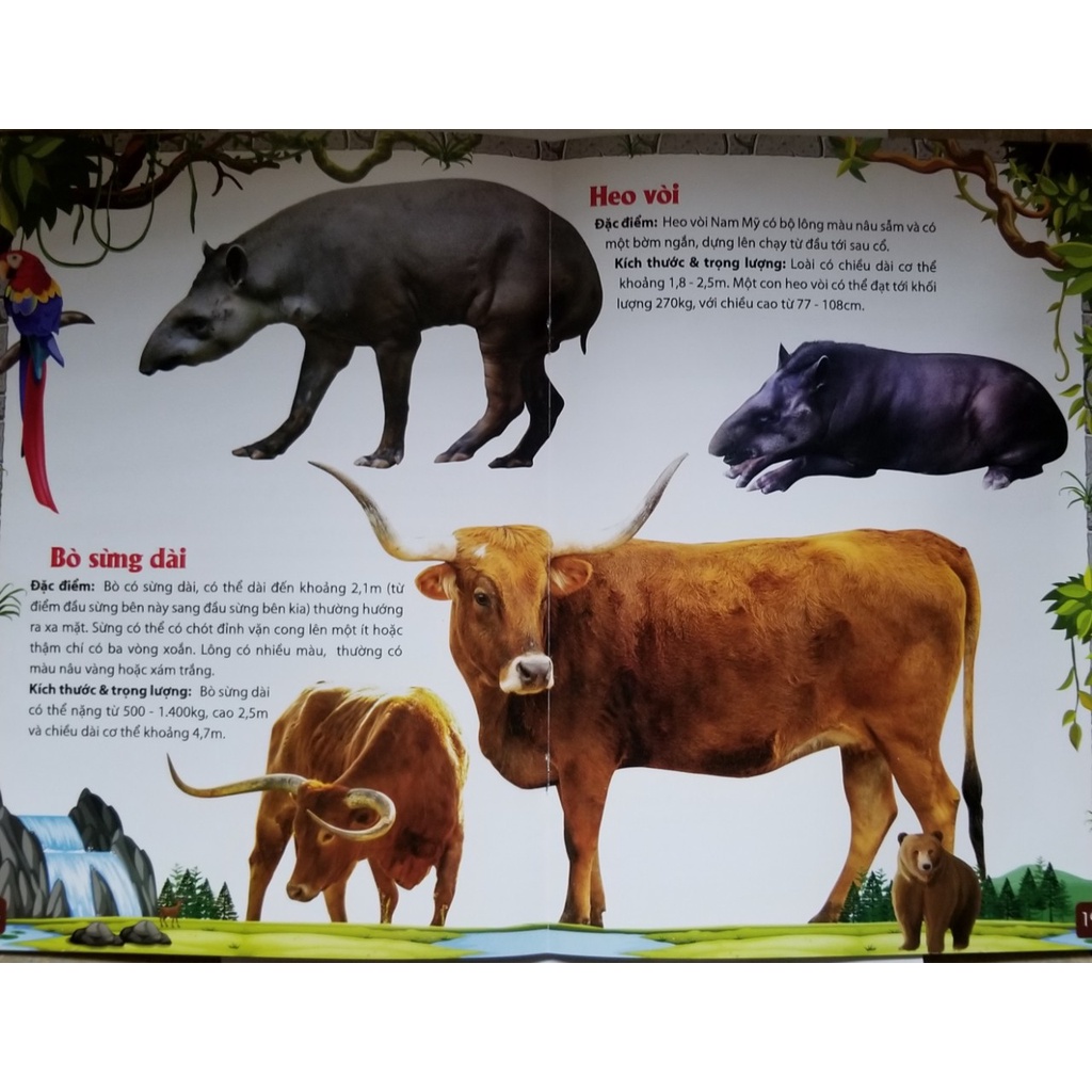 Sách- Khám Phá Động Vật 5 Châu- Châu Mỹ