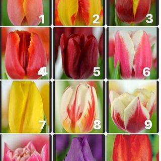 CÂY HOA TUYLIP MIX  10 MÀU