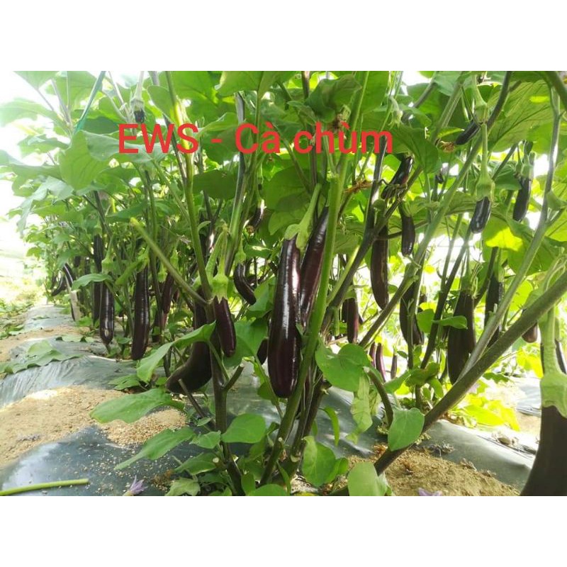 Hạt Giống Cà Tím Dài F1 Cà Chùm - HMTĐ