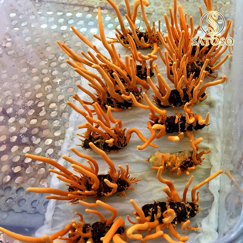 Đông trùng hạ thảo nguyên con ký chủng nhộng tằm thương hiệu SATOSO 50 con tốt cho sức khỏe SA007