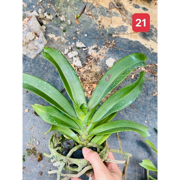 Lan Ngọc Điểm cây trưởng thành giao màu ngẫu nhiên