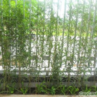 Cây 🌲 Trúc Quân Tử ( 1 chậu 3 cây  cao 1m6)