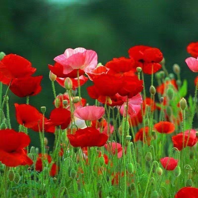 Hạt giống hoa poppy mix - 200 hạt  Seed Land