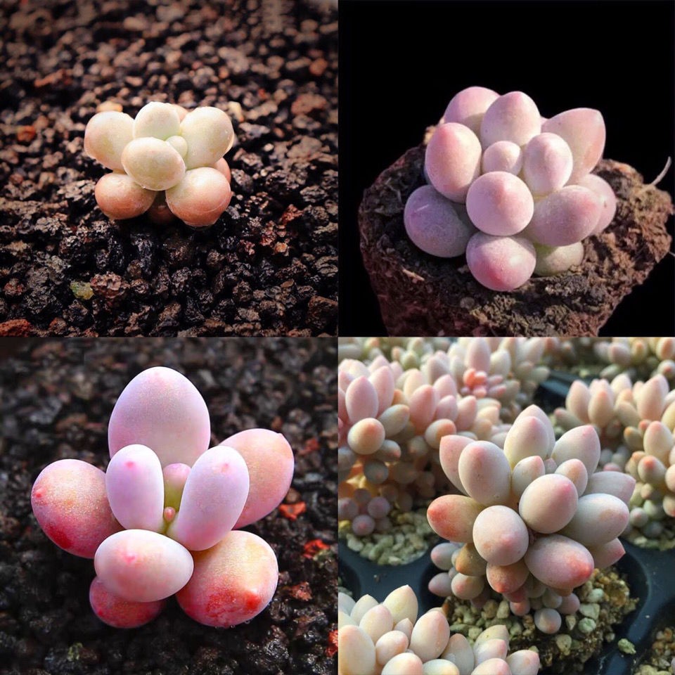 Hạt giống sen đá Trứng Phô mai Hiếm Thích hợp cho người mới trồng Tỷ lệ nảy mầm 90% 50h
