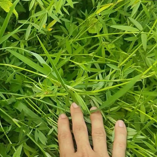 Hạt Giống Cỏ Đậu Stylo - Gói 50g - Cỏ Dinh Dưỡng Cho Chăn Nuôi Bò, Dê, Cừu, Thỏ, Cá,...