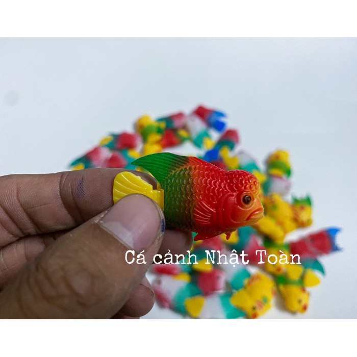 CÁ LA HÁN GIẢ NHỎ LÀM CÁ KÈ CHO LA HÁN