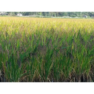 Gạo Lứt  ST25 ( Lứt Nâu) Hộp 1kg - Gạo lứt giảm cân, ăn kiêng - Cơm ngon mềm