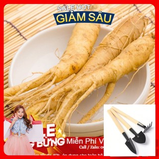 Hạt Giống Nhân Sâm Hàn Quốc - 4 Hạt / Gói ( Hàng Loại 1 ) - Tặng Kèm Bộ Dụng Cụ Trồng Cây Mini