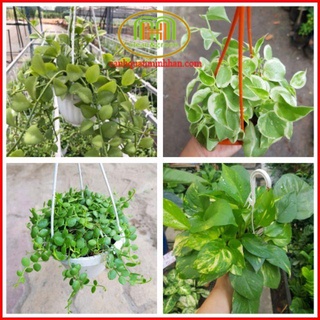 Trầu bà mini treo cửa sổ ban công để bàn trang trí quán cà phê gồm đủ loại trầu bà Minh Hân Garden