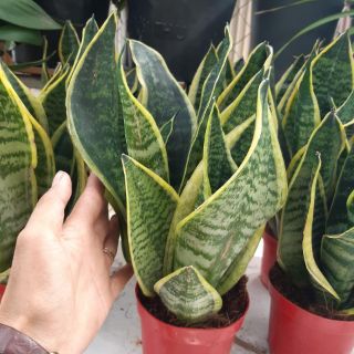 Cây lưỡi hổ chậu 3 cây