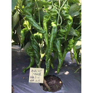 Hạt giống ớt cá ngựa