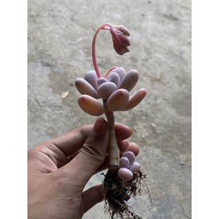 sen đá sỏi hồng (mới)(đã thuần)