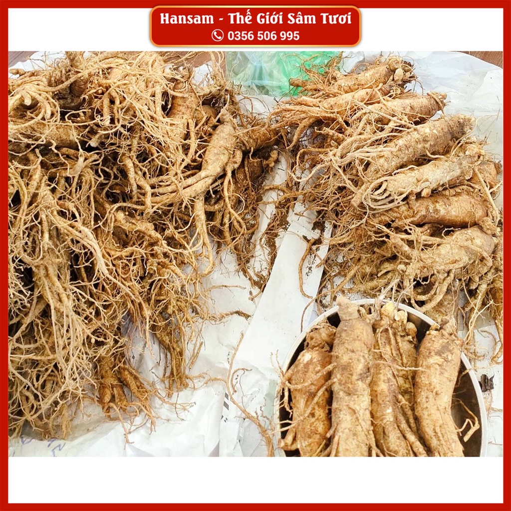 SÂM 8 CỦ/KG - BÁN LẺ 1 CỦ, Nhân Sâm tươi Hàn Quốc, ngâm bình, nấu trà bồi bổ sức khoẻ
