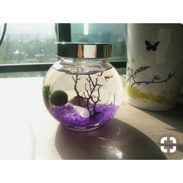 Set Marimo đá pha lê tím